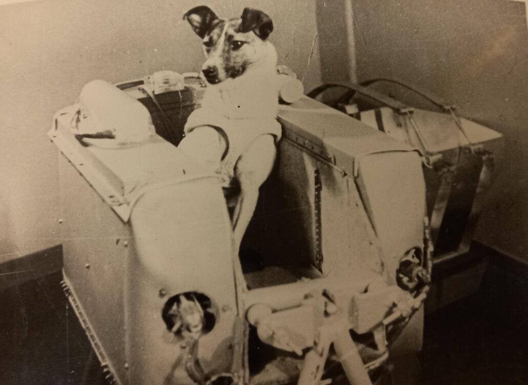 Hündin Laika in der Raumkapsel